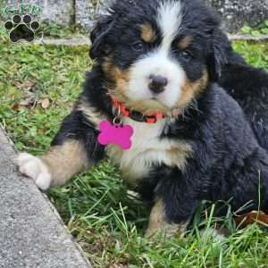 Gwen, Bernese Mountain Dog Puppy